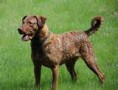 /album/galleria-fotografica/chesapeake-bay-retriever-jpg/